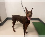 A165660 - Male Doberman Pinscher Dog for Adoption - Small photo