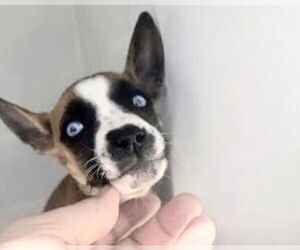 Black Mouth Cur-Unknown Mix Dogs for adoption in Houston, TX, USA