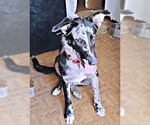 Small #2 Border-Aussie