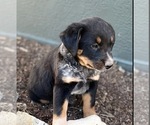 Puppy 1 Australian Cattle Dog-Black Mouth Cur Mix