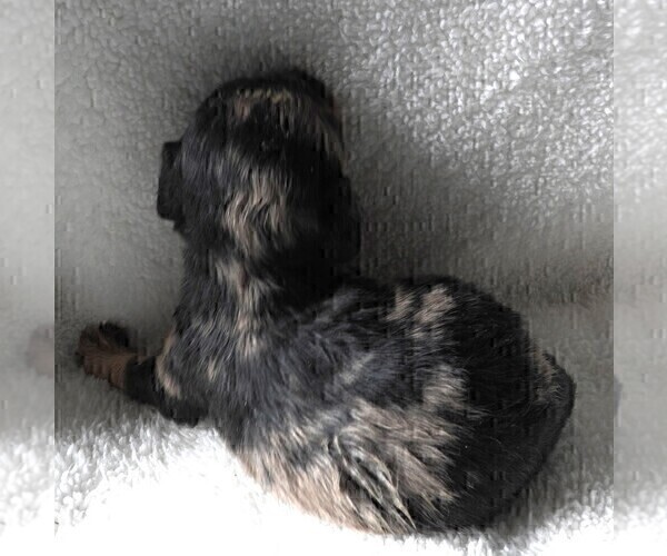 Medium Photo #15 Cavapoo Puppy For Sale in CARLISLE, KY, USA