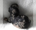 Small Photo #15 Cavapoo Puppy For Sale in CARLISLE, KY, USA