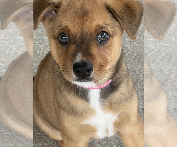 Medium Photo #4 Australian Shepherd-Unknown Mix Puppy For Sale in The Woodlands, TX, USA