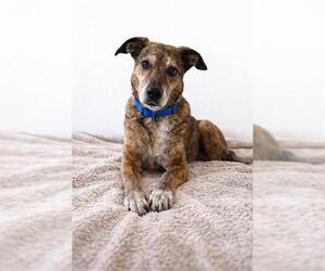 Catahoula Leopard Dog-Unknown Mix Dogs for adoption in Denver, CO, USA