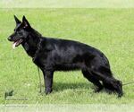 Small Photo #1 German Shepherd Dog Puppy For Sale in ROSELLE, IL, USA
