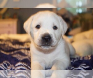 Labrador Retriever Puppy for Sale in HAMPSTEAD, North Carolina USA