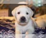 Image preview for Ad Listing. Nickname: Litter of 8
