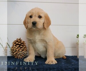 Goldador Doodle Puppy for sale in NARVON, PA, USA