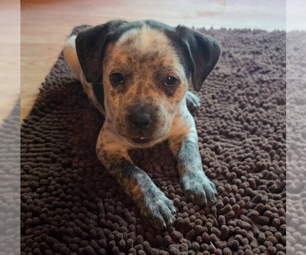 Medium Photo #2 Dachshund-Unknown Mix Puppy For Sale in Aurora, IN, USA
