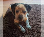 Small #1 Dachshund Mix