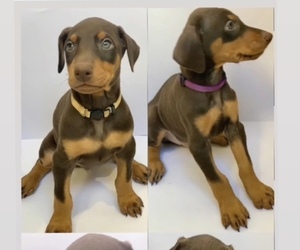 Doberman Pinscher Puppy for sale in RIALTO, CA, USA