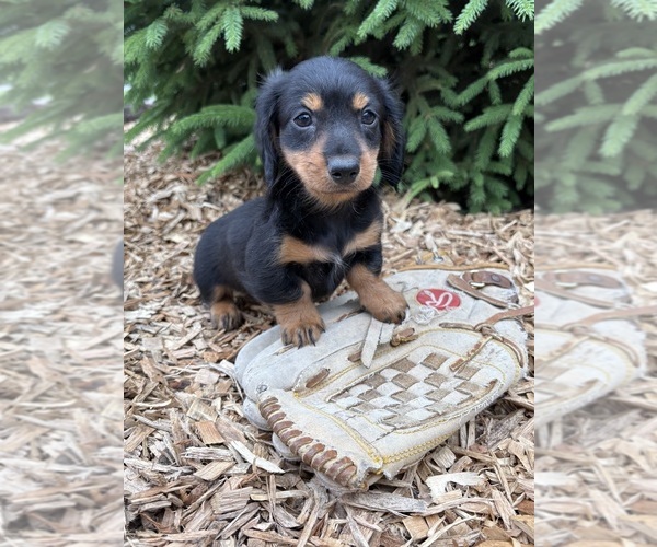 Medium Photo #2 Dachshund Puppy For Sale in MIDDLEBURY, IN, USA