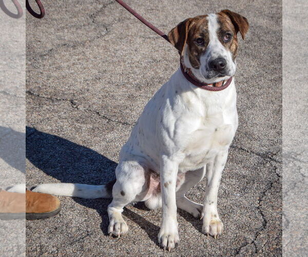 Medium Photo #4 Bulloxer Puppy For Sale in Huntley, IL, USA