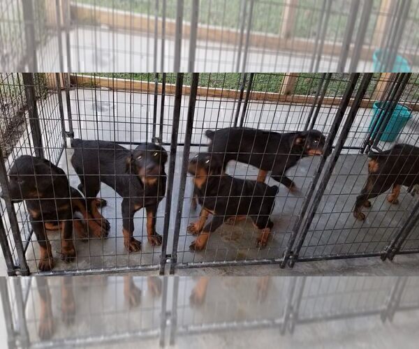 Medium Photo #76 Rottweiler Puppy For Sale in RIEGELWOOD, NC, USA