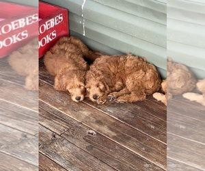 Goldendoodle Puppy for sale in DANDRIDGE, TN, USA