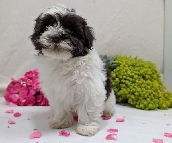 Medium Photo #11 Havanese Puppy For Sale in GOSHEN, IN, USA