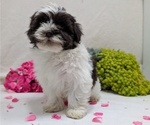 Small #10 Havanese