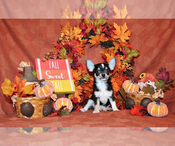Medium Photo #90 Chihuahua Puppy For Sale in CHARLESTON, AR, USA