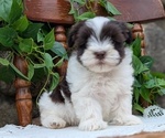 Small Photo #67 Havanese Puppy For Sale in GOSHEN, IN, USA