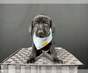 Labrador Retriever Puppy for sale in BRIGHTON, CO, USA