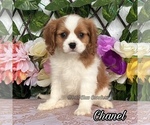 Image preview for Ad Listing. Nickname: Chanel