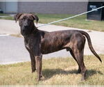 Small #1 Plott Hound Mix