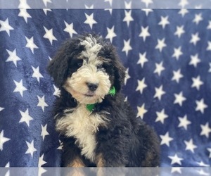 Bernedoodle Puppy for sale in LANCASTER, PA, USA