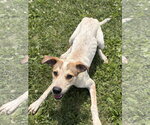 Small #2 Mutt