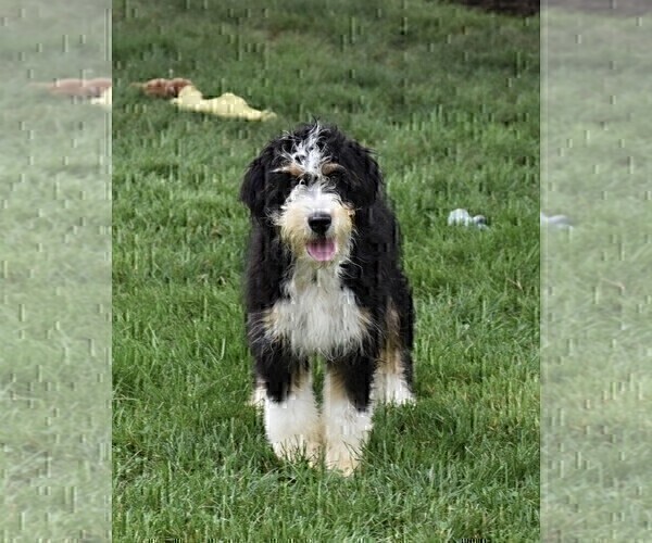 Medium Photo #1 Bernedoodle Puppy For Sale in LONGMONT, CO, USA