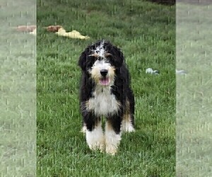 Father of the Bernedoodle puppies born on 04/08/2025