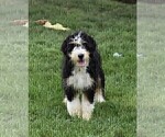 Small Photo #1 Bernedoodle Puppy For Sale in LONGMONT, CO, USA