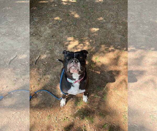 Medium Photo #3 Mutt Puppy For Sale in Front Royal, VA, USA