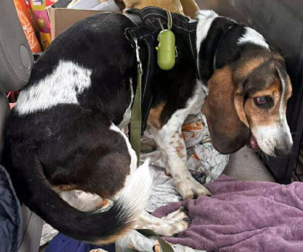 Medium Photo #3 Basset Hound Puppy For Sale in Deepwater, NJ, USA