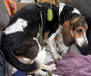 Medium Basset Hound