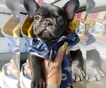Small Photo #14 French Bulldog Puppy For Sale in SAN LEANDRO, CA, USA