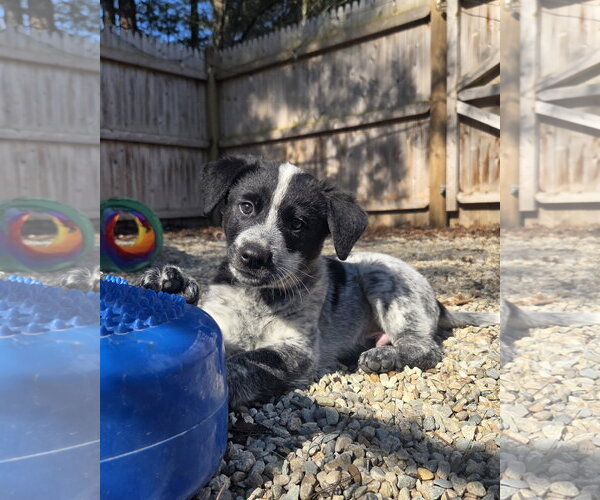 Medium Photo #1 Mutt Puppy For Sale in Garden City, NY, USA