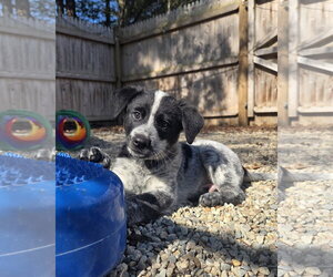 Mutt Dogs for adoption in Garden City, NY, USA