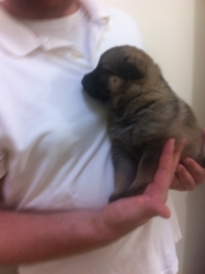 German Shepherd Dog Puppy for sale in Destin, FL, USA