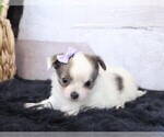 Small #1 Chihuahua