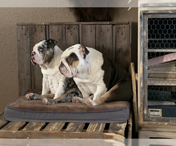 Medium Photo #8 English Bulldog Puppy For Sale in BLOOMFIELD, NM, USA