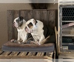 Small Photo #8 English Bulldog Puppy For Sale in BLOOMFIELD, NM, USA
