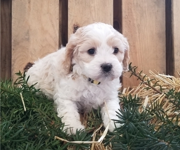 Medium Photo #1 Cavachon Puppy For Sale in SENECA FALLS, NY, USA
