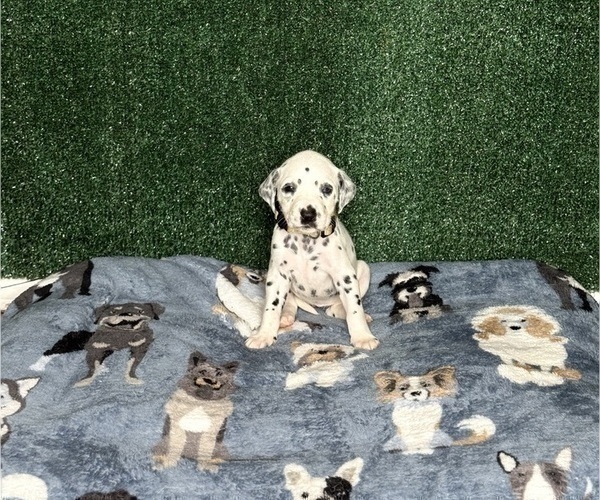 Medium Photo #6 Dalmatian Puppy For Sale in FORT WORTH, TX, USA