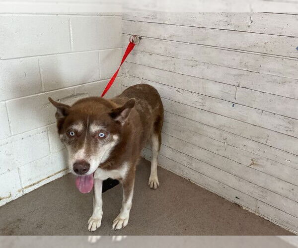 Medium Photo #1 Siberian Husky Puppy For Sale in San Bernardino, CA, USA
