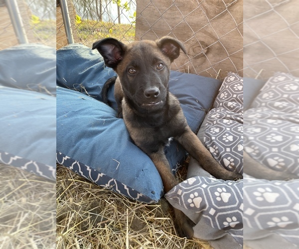 Medium Photo #7 Belgian Malinois Puppy For Sale in CASCADE, WI, USA