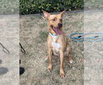 Small #10 Labrador Retriever Mix