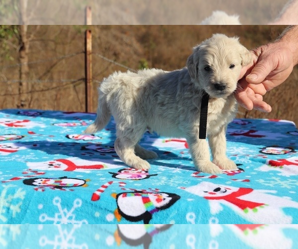 Medium Photo #24 Goldendoodle Puppy For Sale in UNION CITY, TN, USA