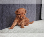 Small Photo #2 Poodle (Toy) Puppy For Sale in MIAMI, FL, USA