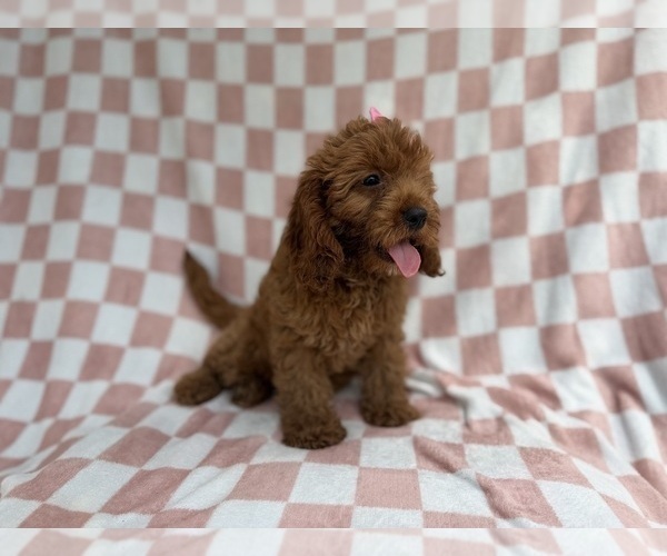 Medium Photo #2 Cavapoo (Miniature) Puppy For Sale in LAKELAND, FL, USA