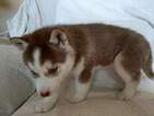 Small Photo #8 Siberian Husky Puppy For Sale in ELLENDALE, MN, USA